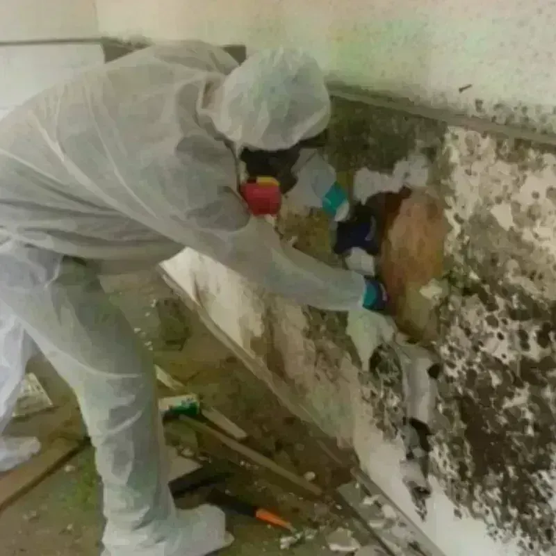 Mold Remediation and Removal in Bakersfield, CA